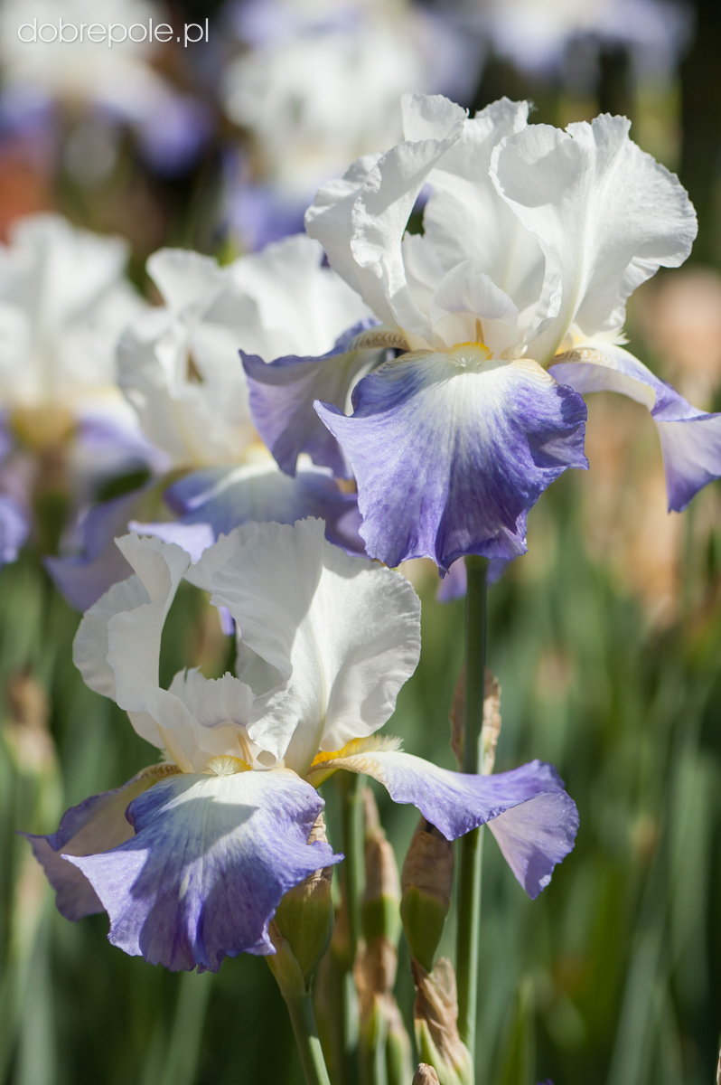 Iris germanica 'Mission Ridge'